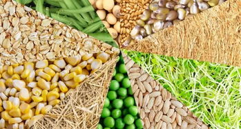 中國市場崛起 加拿大薩省糧油食品出口額創(chuàng)新高，達(dá)36億加元